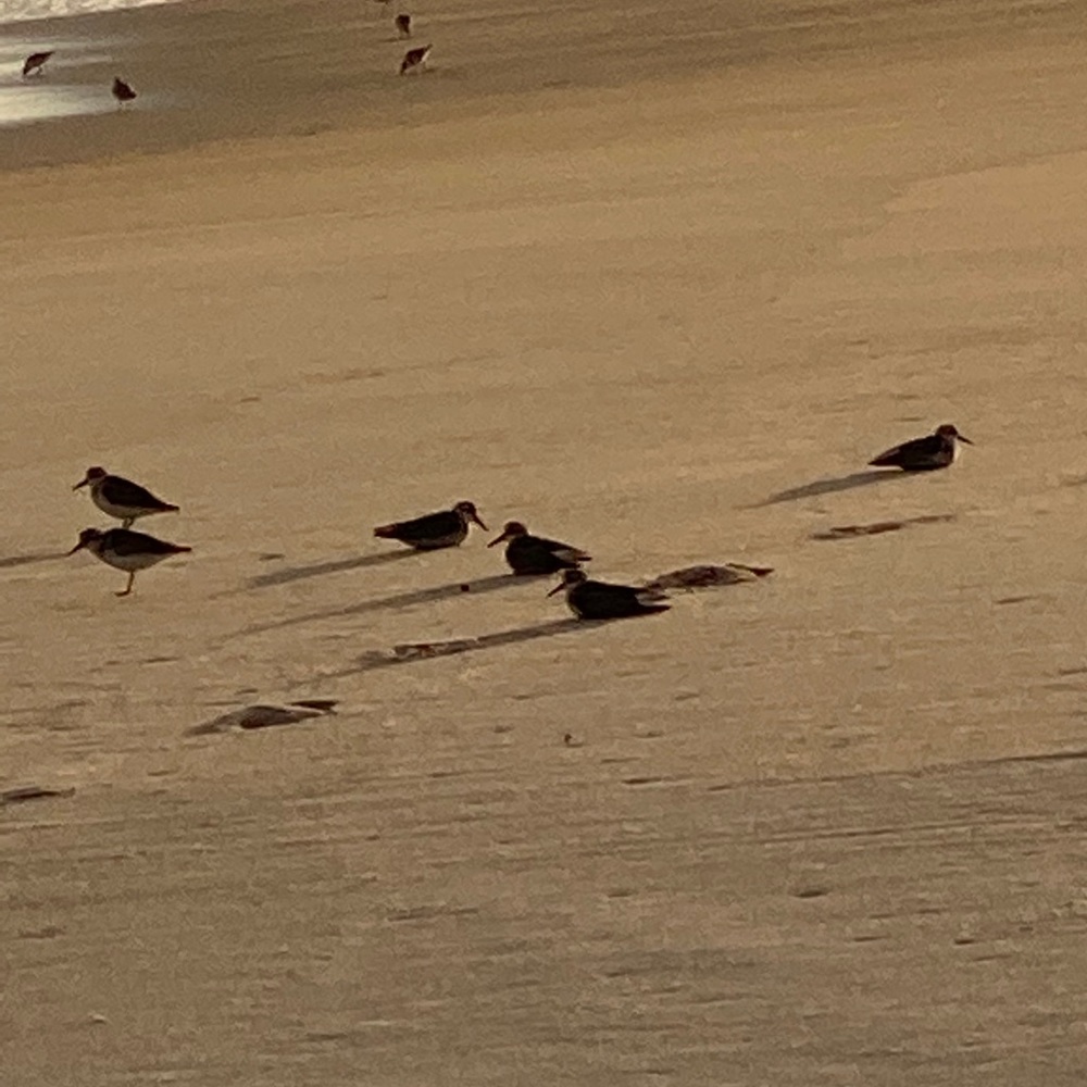 Meet your Posher, Janet